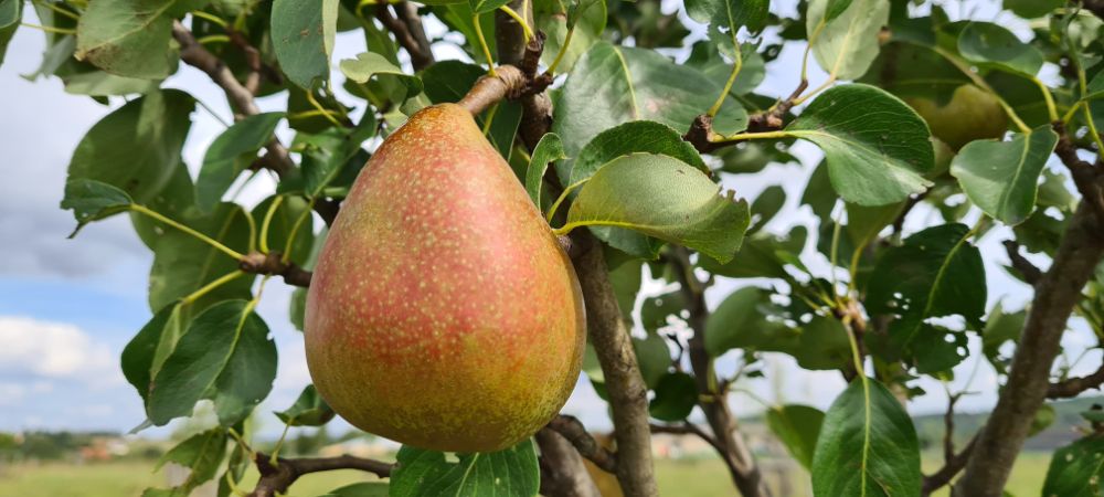 Birne Clairgeau