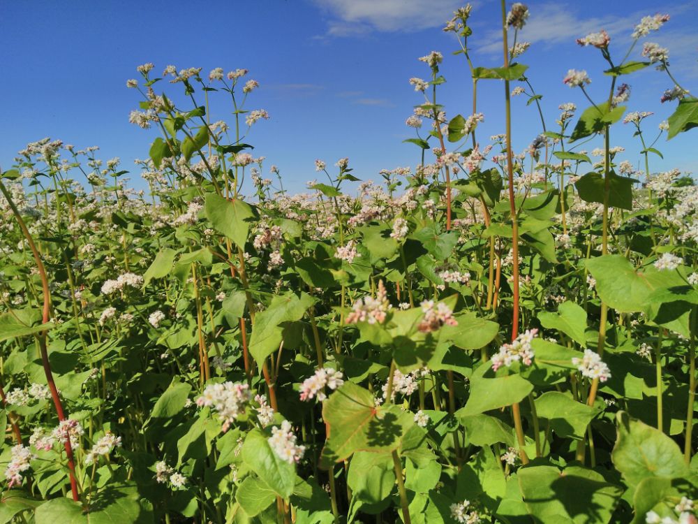 Buchweizenblüte