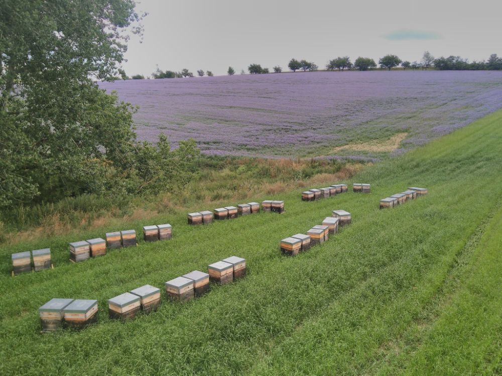 Phacelia 2020