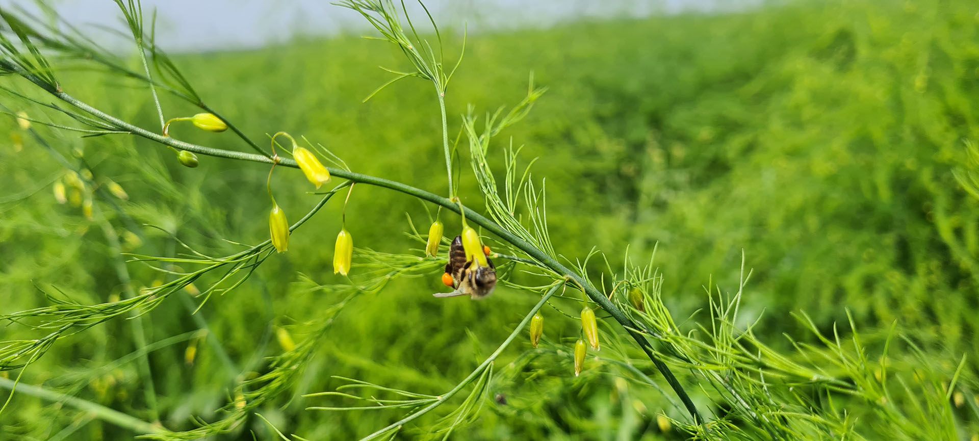 Biene im Spargel